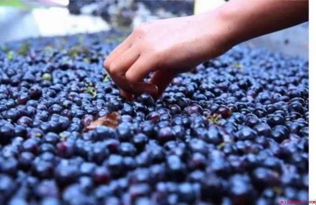 怎么自制葡萄酒