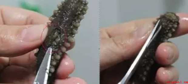 干海参怎样发泡