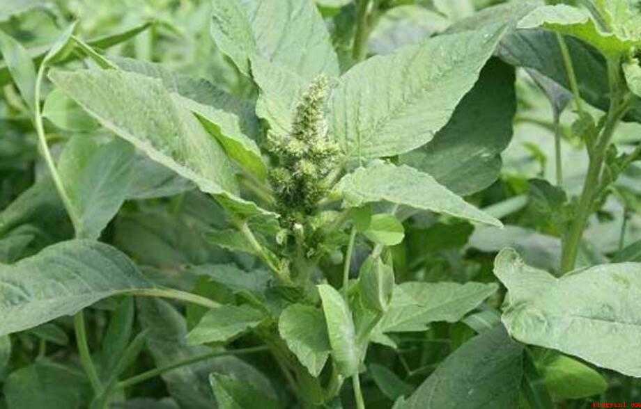 苋菜和野苋菜的区别是什么