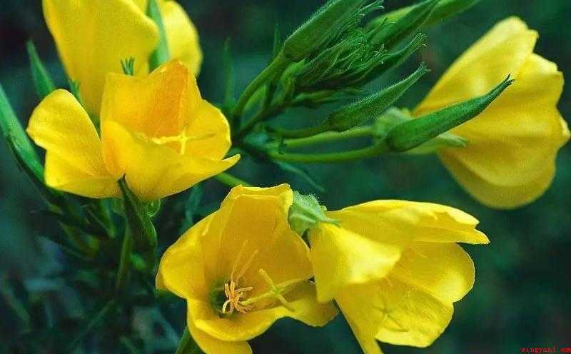 月见草油