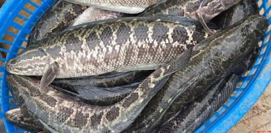 黑鱼饲养喂哪些