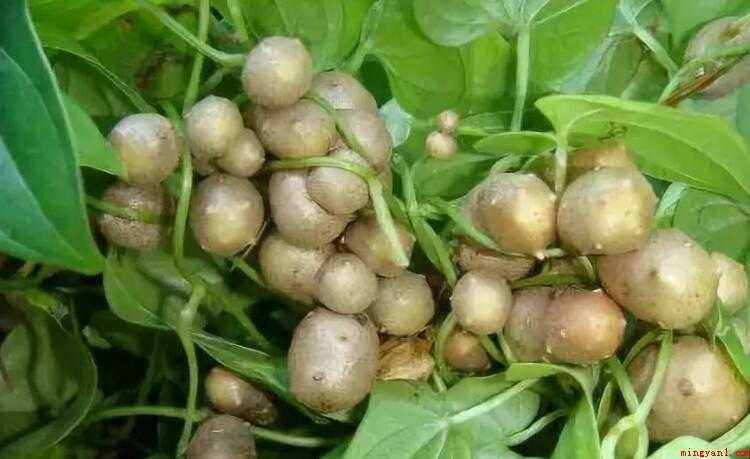 山药豆发芽能吃吗