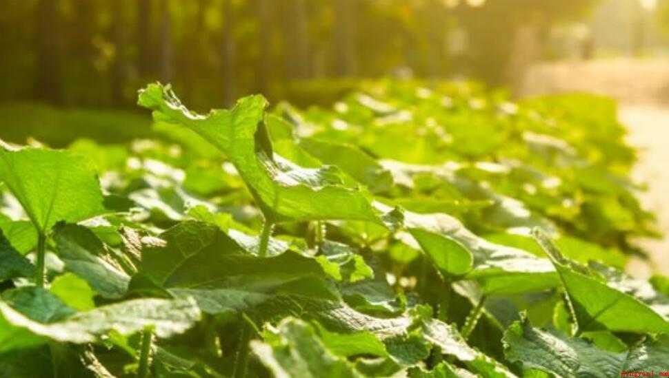 植物光合作用一定必须太阳吗