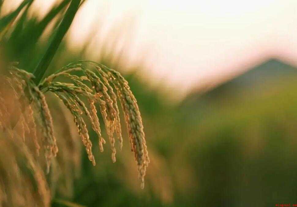 谦卑是什么意思