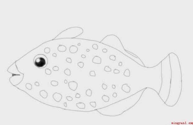 简笔画石斑鱼是怎么画的