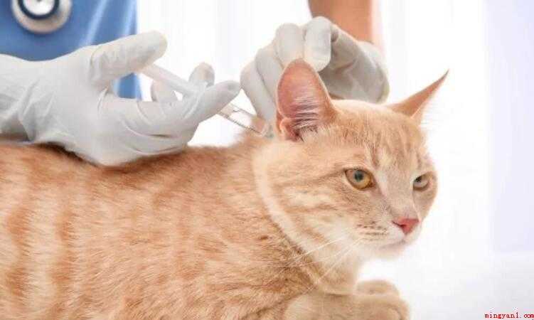 猫打完疫苗后发热正常吗