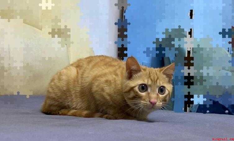 如何检测猫打了疫苗