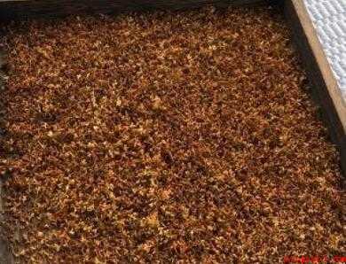 怎样制作干桂花