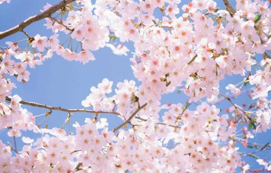樱花