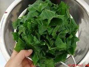 桑叶茶怎样制作