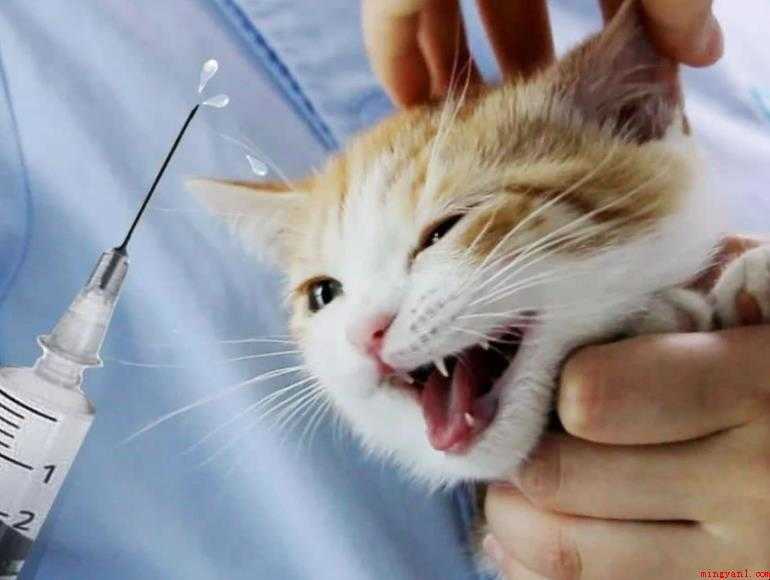 猫咪疫苗品种有哪些