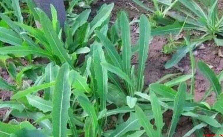 春天吃什么野菜比较好