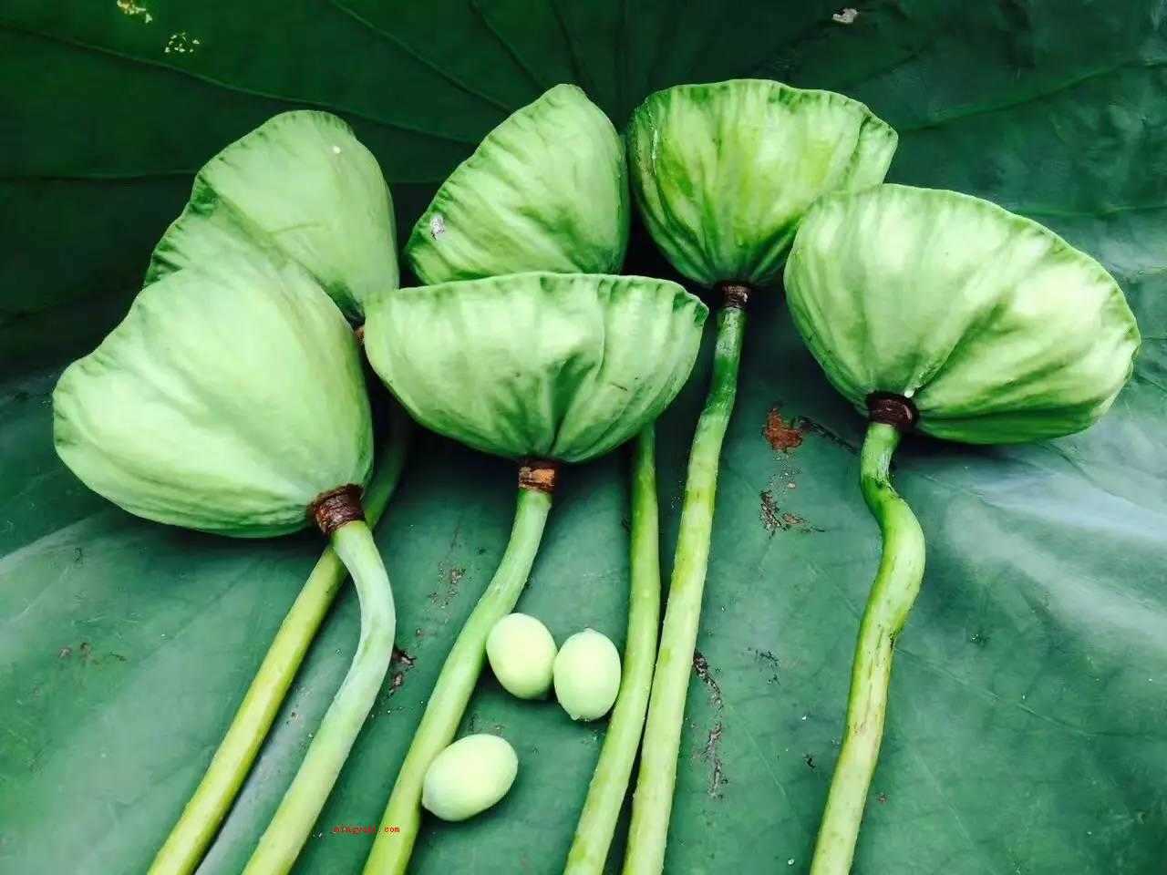 莲蓬怎么吃?