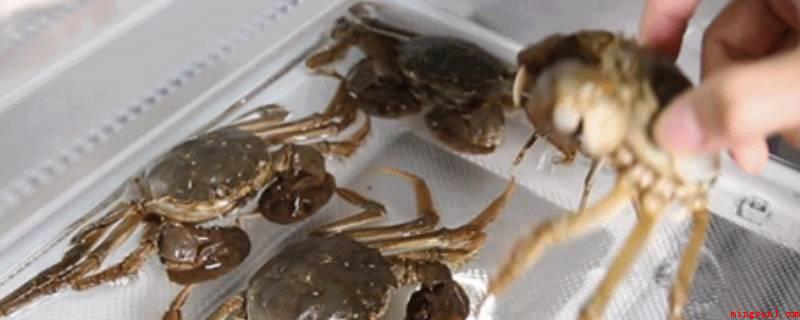 河蟹开锅以后需要蒸多长时间（河蟹也叫“螃蟹”和“毛蟹”,头顶部和胸部融合而成的头胸甲呈方）