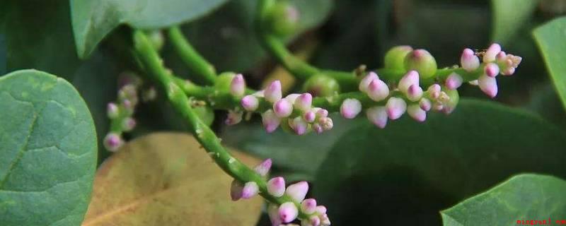 豆腐菜又叫什么菜(豆腐菜又叫落葵、芭菜、胭粉菜、紫葵,是落葵科、落葵属一年生盘)