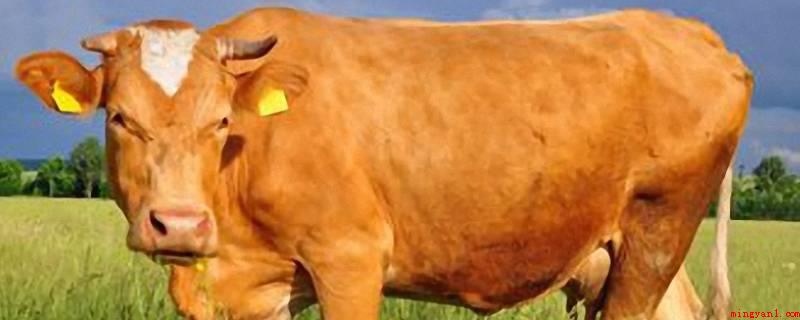 牛有几个胃（4个牛的胃由4个胃室构成,即瘤胃、蜂巢胃、重瓣胃和皱胃）