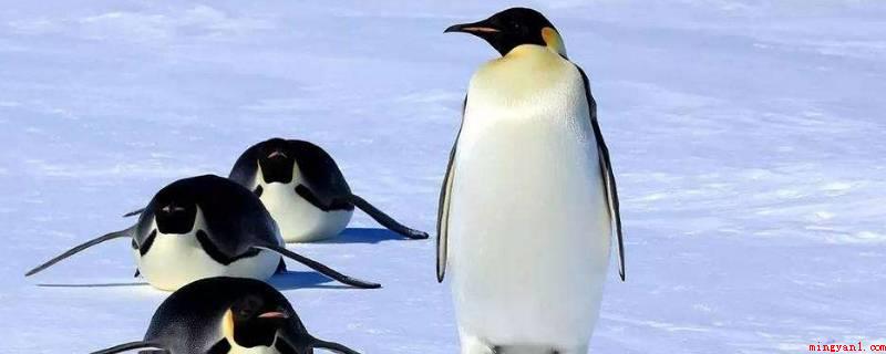 动物取暖的方式有哪些（帝企鹅除开在脚和鳍上有着特别的循环以外,不容易由于尾巴触碰冰）