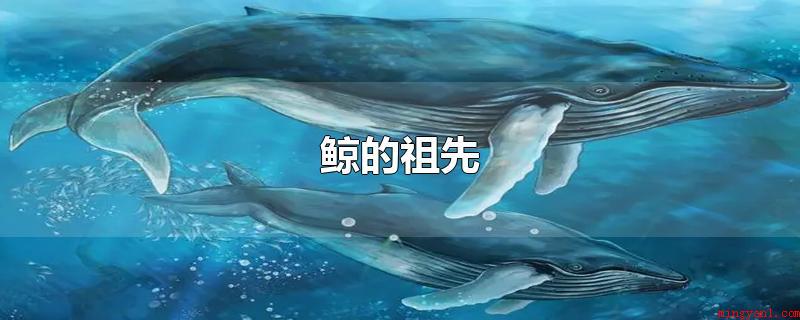 鲸的祖先(巴基兽是一种大概生活在5000万年的哺乳动物,依据化石样子)