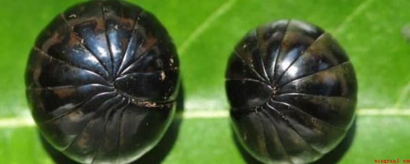 西瓜虫怎么消灭掉(西瓜虫发觉的主题活动地区用药品做停留喷洒)