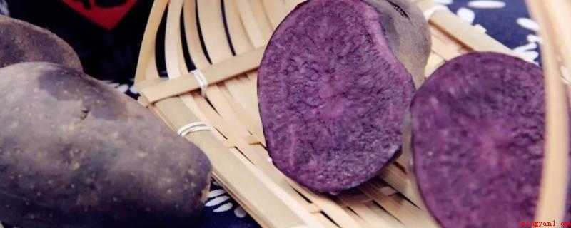 紫色土豆和普通土豆有什么区别(普通土豆的吃法较多,怎么吃都可以的)