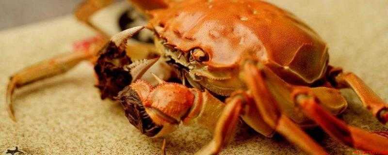 螃蟹放生到河里会淹死吗（螃蟹生长在淡水中,在河里繁殖）