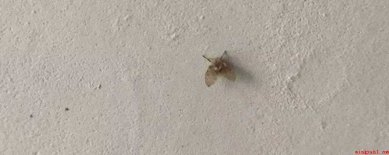 夏天水果上的小飞虫怎么处理(台面维护的方法及注意事项)