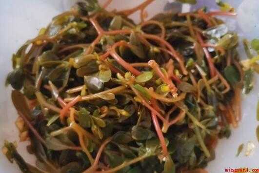 麻子菜做法(麻子菜,一年生草本,全株无毛)