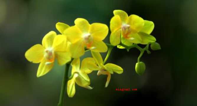 举世无双是什么意思（简略回应万中无一,源于汉·东方朔《答客难一首》,描述极为少见）