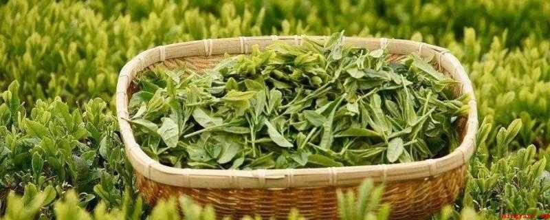 茶里有咖啡因吗(茶含有咖啡因_健康频道)