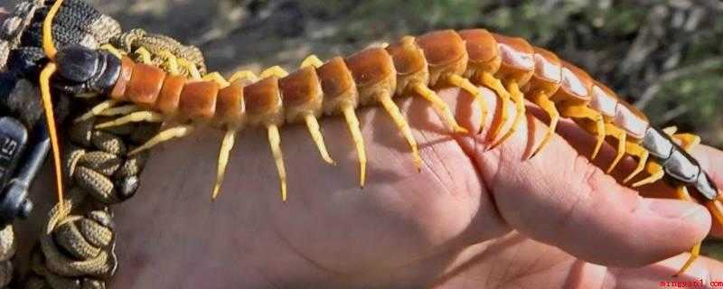家里有蜈蚣怎么办能除根(蜈蚣与蛇、蝎、护墙板厂家、癞蛤蟆合称“五毒”)
