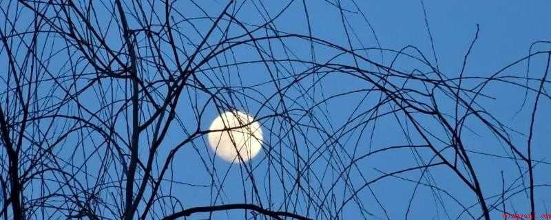 人约黄昏后的上一句(月上柳梢头,人约黄昏后)