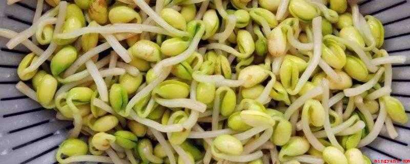 豆子发芽了能吃吗（豆子发芽了还能吃,由于豆子中有植酸、单宁等危害）