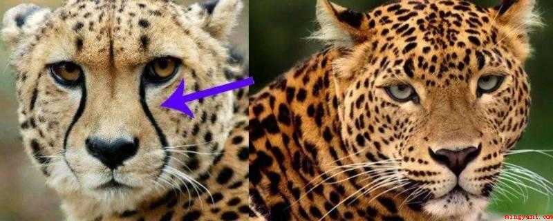 猎豹和豹子有什么区别(豹子捕食各种有蹄类动物为主)