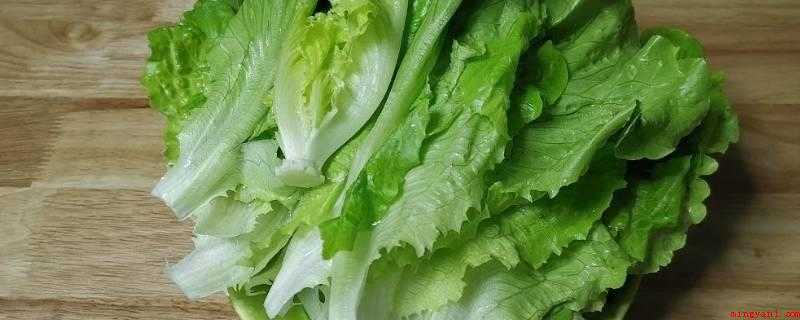 吃不完的生菜可以冷冻吗（生菜原产地欧洲地区地中海沿岸）