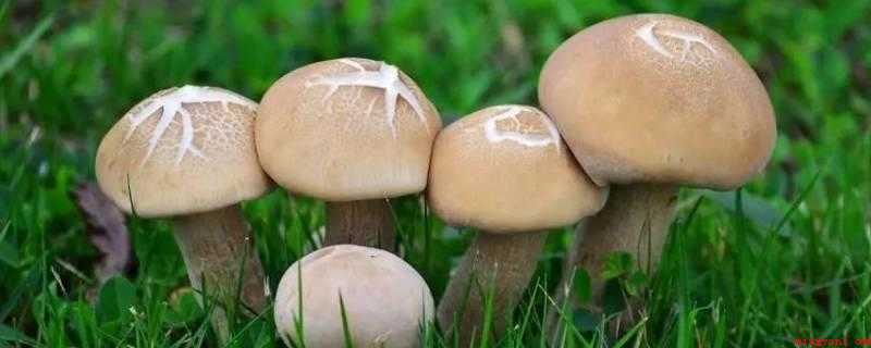 什么蘑菇可以吃（猴头菌生长环境有哪些?）