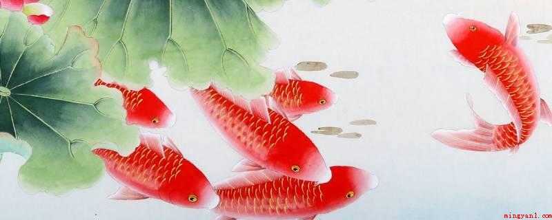 过年的时候吃鱼寓意着什么