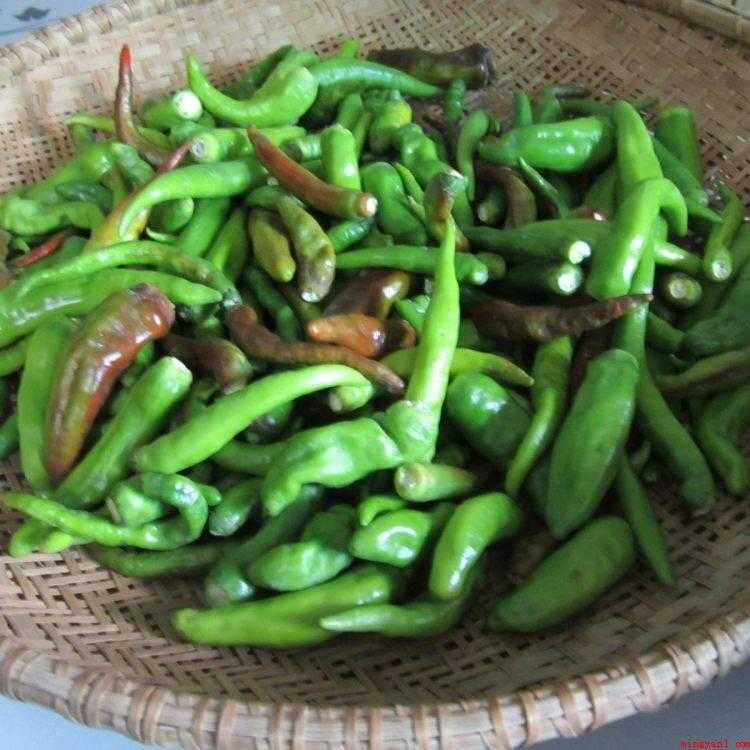 酸辣椒怎么腌制好吃又能放长时间(鲜辣椒晾干水分怎么做?)