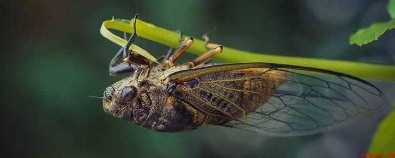 蝉是一种怎样的动物(蝉是一种半翅目蝉科动物,分布在温带和热带地区,栖息在沙漠、草)