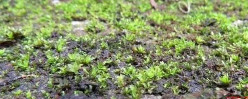 院子里长青苔怎么去除（盆栽花盆长青苔怎么办?）