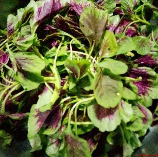 人汉菜怎么做好吃(人汉菜又叫荠菜,做法简单)