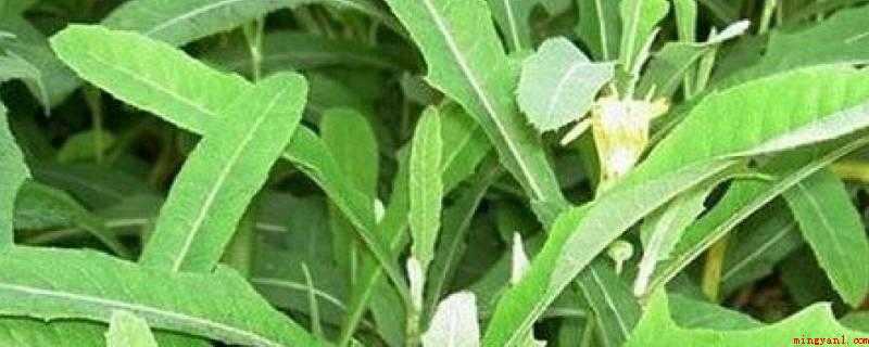 苦菜的功效与作用(内火旺的人可以多多的服用苦菜来改善身体素质)