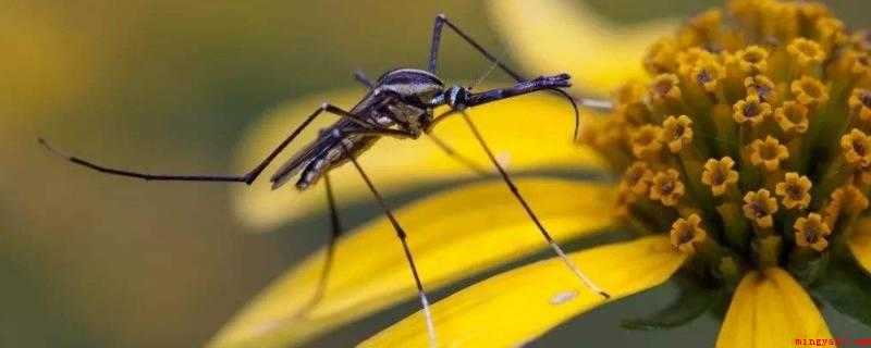 蚊子的作用（蚊子做为一种纯天然过滤装置对自然环境具备关键实际意义）