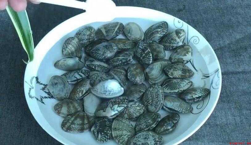 怎么炒花甲（花甲这样做,简单又美味）