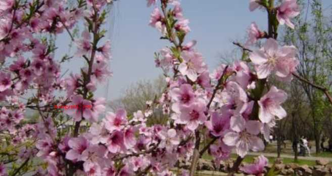 举世无双是什么意思（简略回应万中无一,源于汉·东方朔《答客难一首》,描述极为少见）