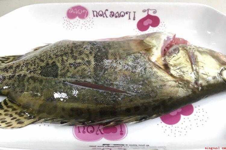 桂鱼怎么做(桂鱼的做法_桂鱼怎么做)