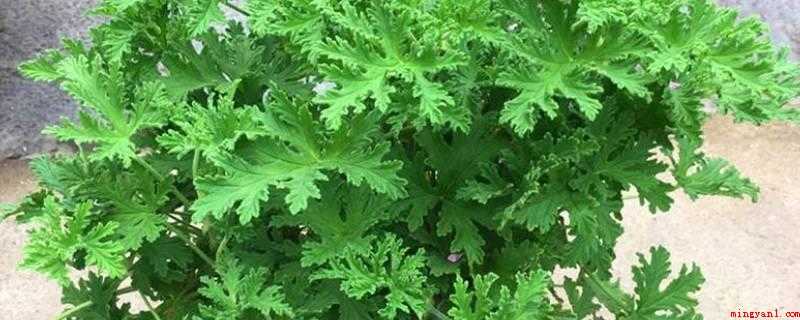 去蚊草对人体有害吗(香叶天竺葵的功效与作用)