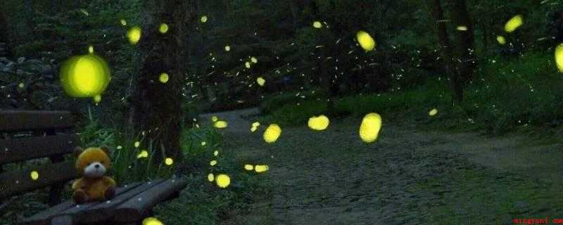 萤火虫是光源吗(萤火虫的发光是一种生物发光)