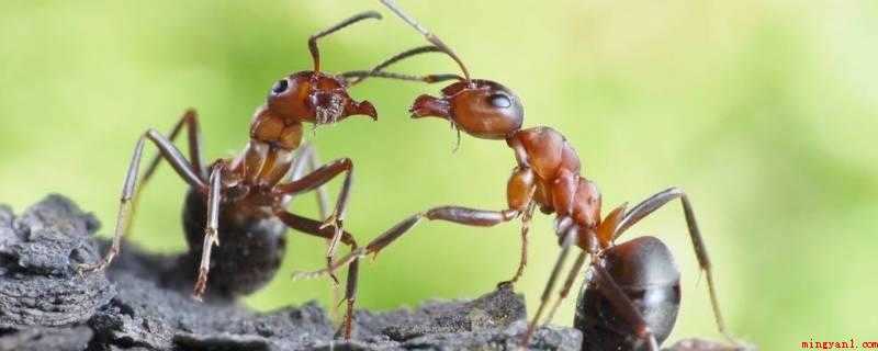 蚂蚁的特别之处在哪里（蚂蚁的种类有哪些?）