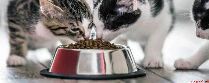 过期的猫粮属于什么垃圾（猫粮属于湿垃圾中的食品废料）
