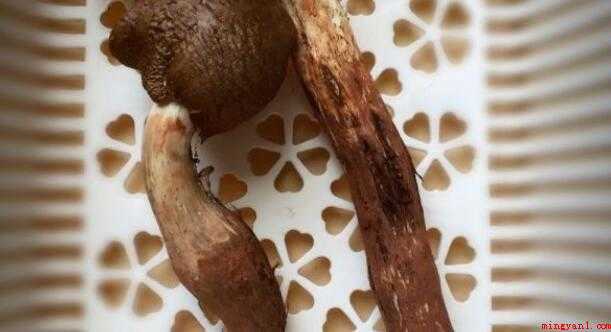 大脚菇怎么做好吃（大脚菇的做法_健康频道）